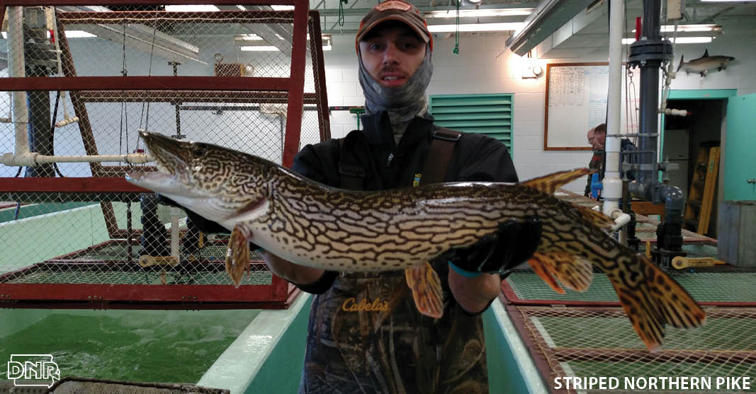 How to tell northern pike from muskies (this is a striped northern pike!) | Iowa DNR